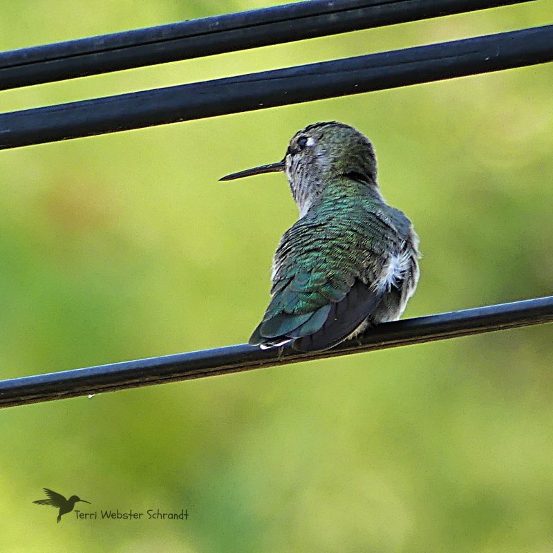 Sunday Stills Monthly Color Challenge: Spring&nbsp;#Green