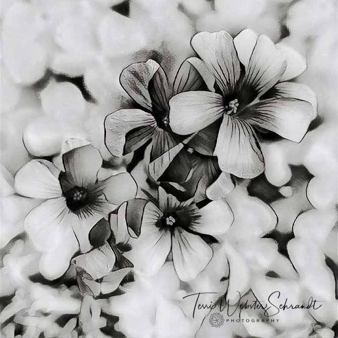 black and white Painnted floral
