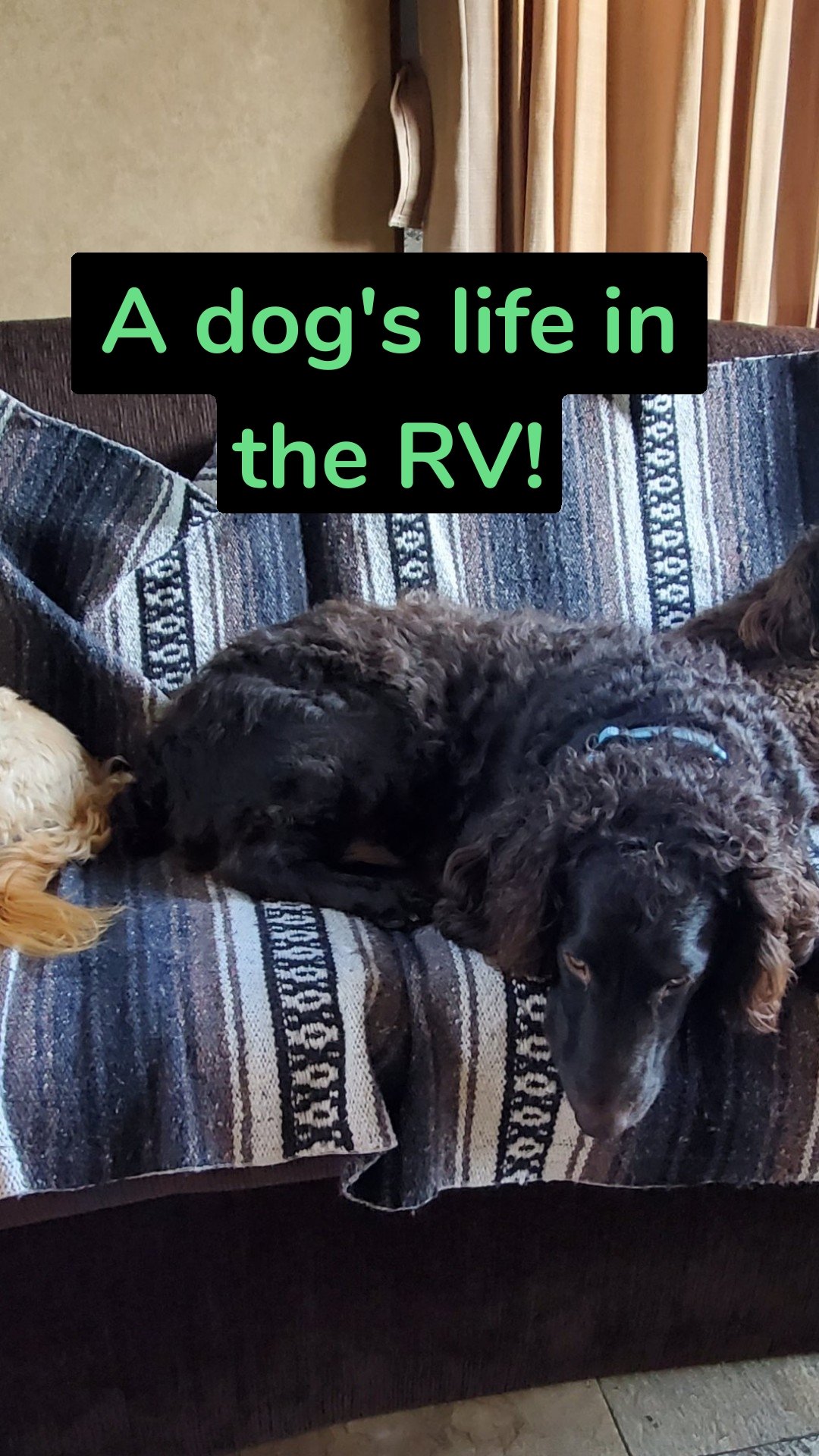 A dog's life in the RV!