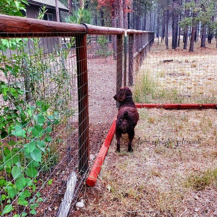 dog and pine pole fence