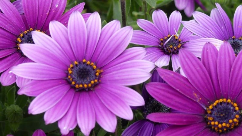 purple daisies