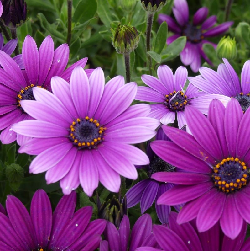 #WordlessWednesday: Purple Preview