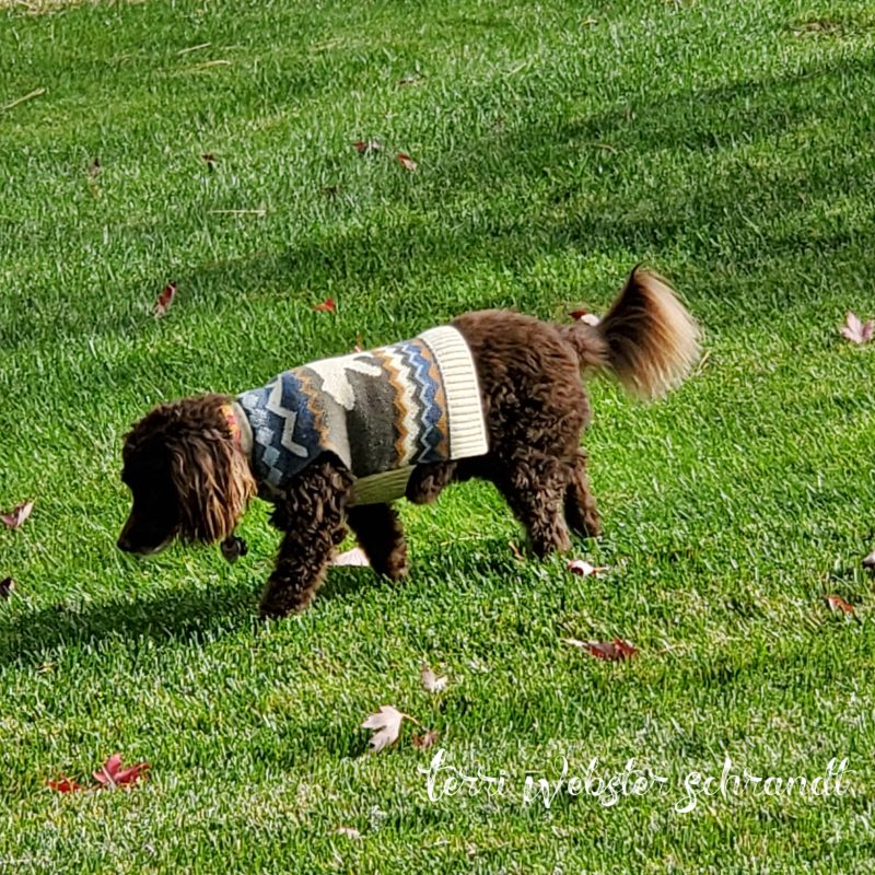 Sunday Stills: Celebrating #Pets and&nbsp;#Kids