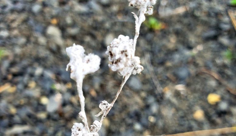 Slender Snake Cotton