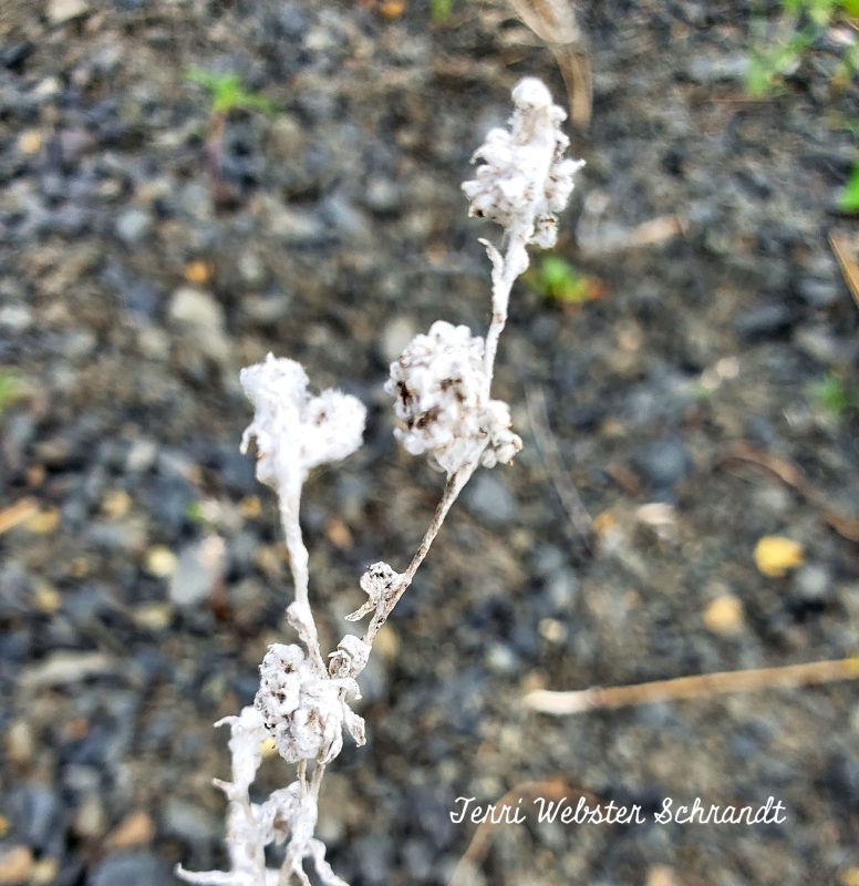 Sunday Stills Monthly Color Challenge: May&nbsp;#Gray