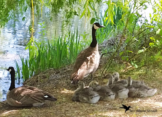 Canada Geese Family