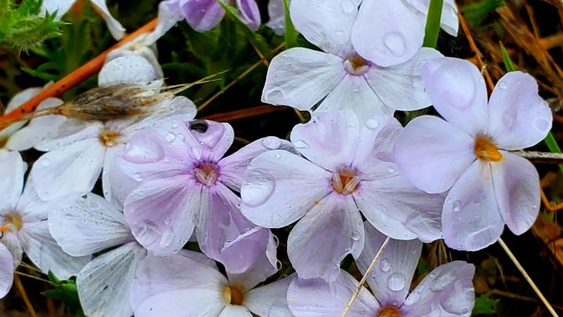 Pale purple Carpet Phlox
