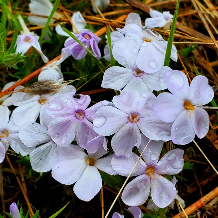 Carpet Phlox