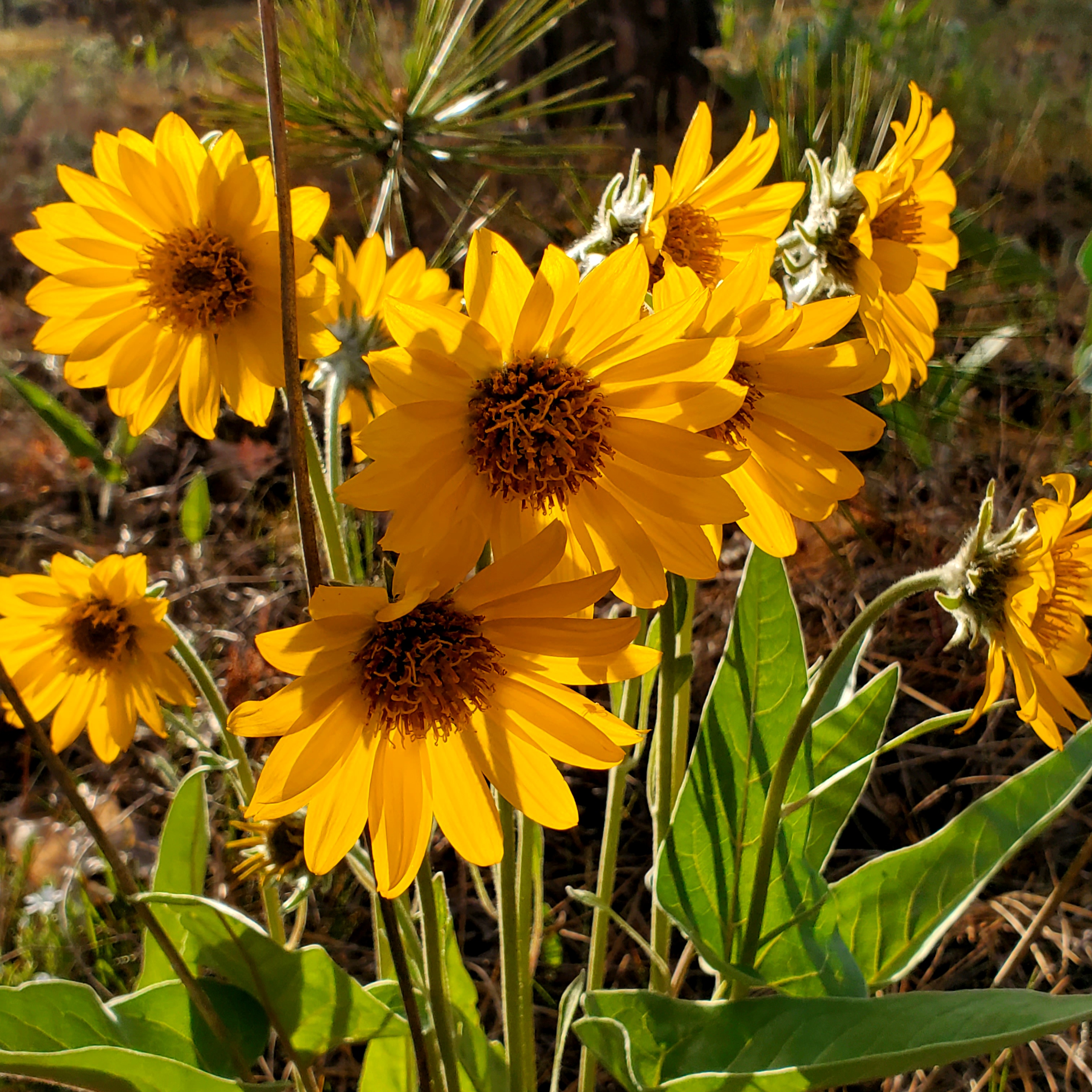 Arrowleaf Balsamroot