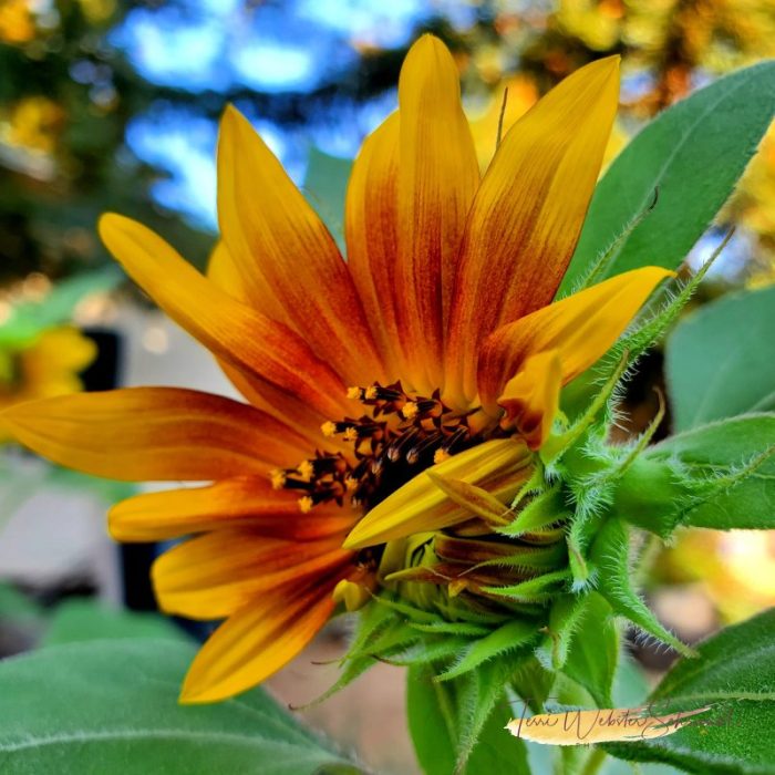 red gold sunrise sunflower
