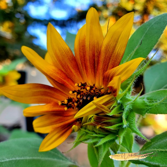 red gold sunrise sunflower