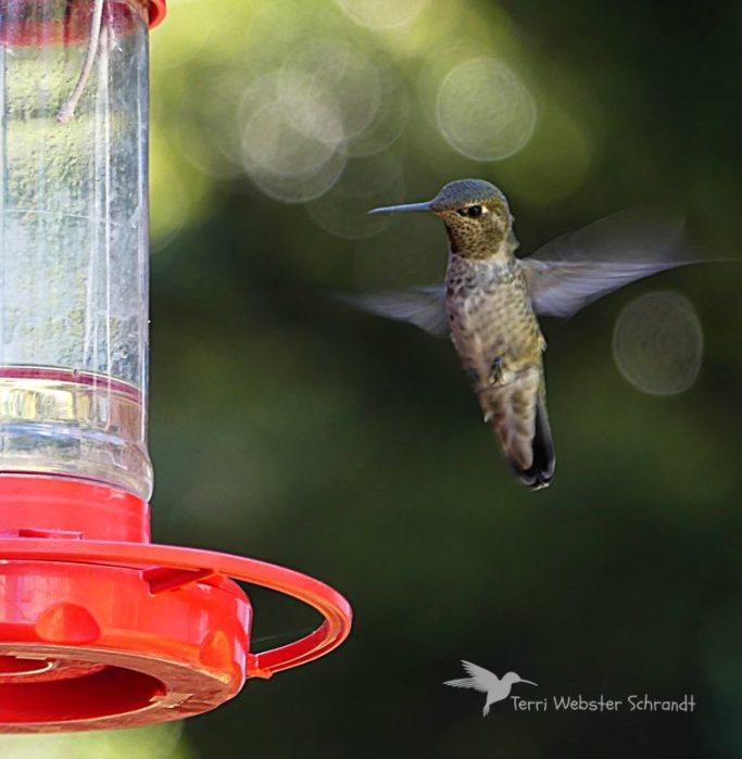 FLoating hummingbird