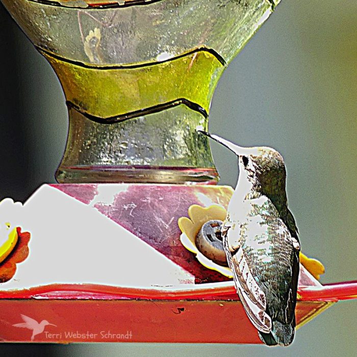 Backyard Birdwatching