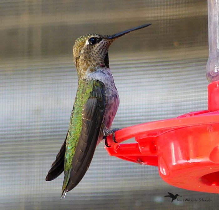 Annas Hummingbird