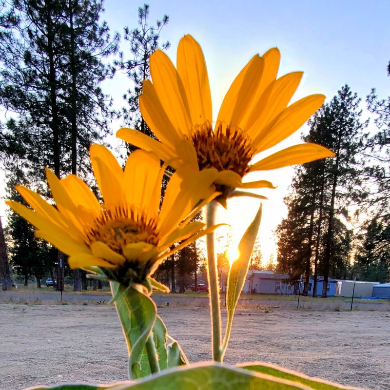 Sunday Stills: A Solstice&nbsp;#Sunrise-Sunset