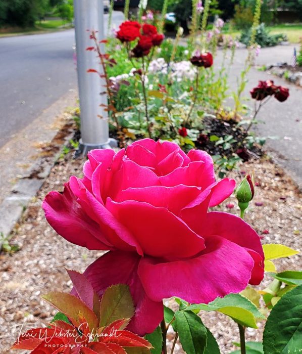 American Beauty Rose