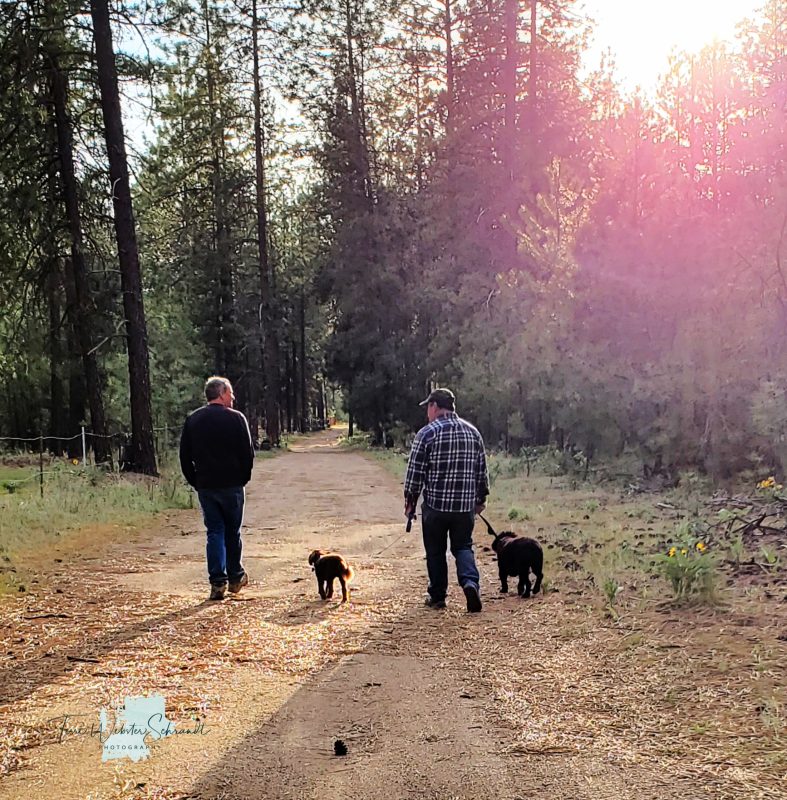 Walking dogs on a trail