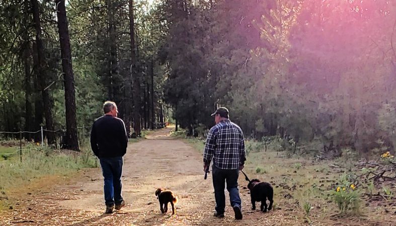 Walking dogs on a trail