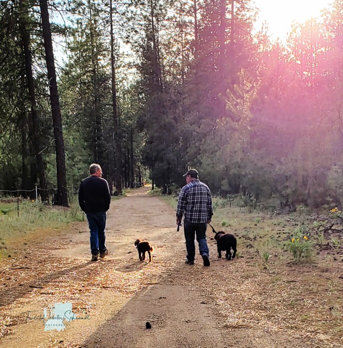 Walking dogs on a trail
