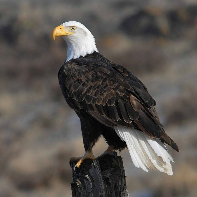 American Bald Eagle