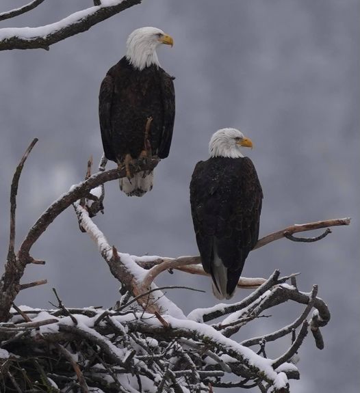 Bluebell Court Eagles ©Diana Gigler