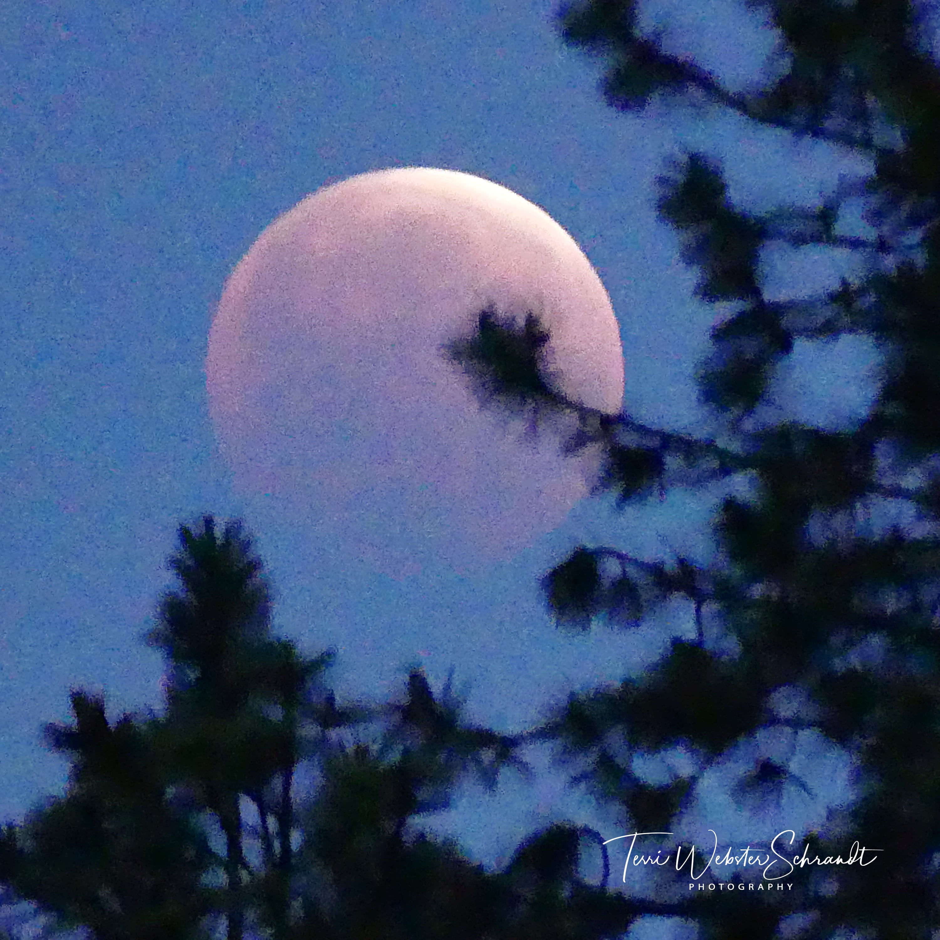 Pink moon in lunar eclipse