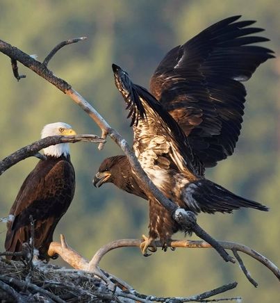 Bluebell Court Eagles ©Diana Gigler