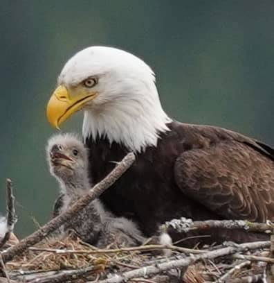 Bluebell Court Eagles ©Diana Gigler