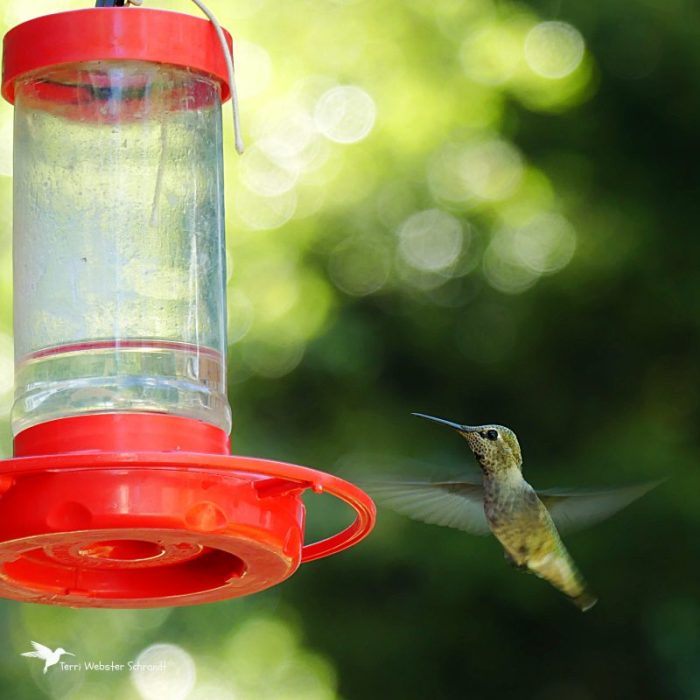 Evergreen hummingbird