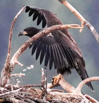 Bluebell Court Eagles ©Diana Gigler