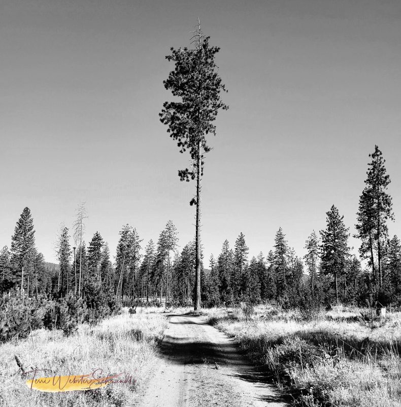#WordlessWednesday: Monochrome Trees