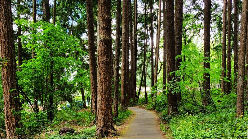 Suburban pocket forest