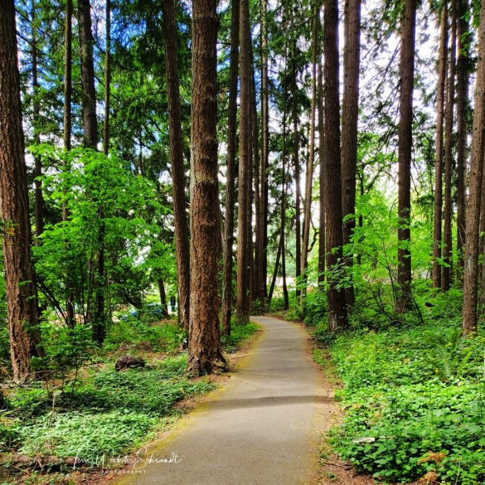 Suburban pocket forest