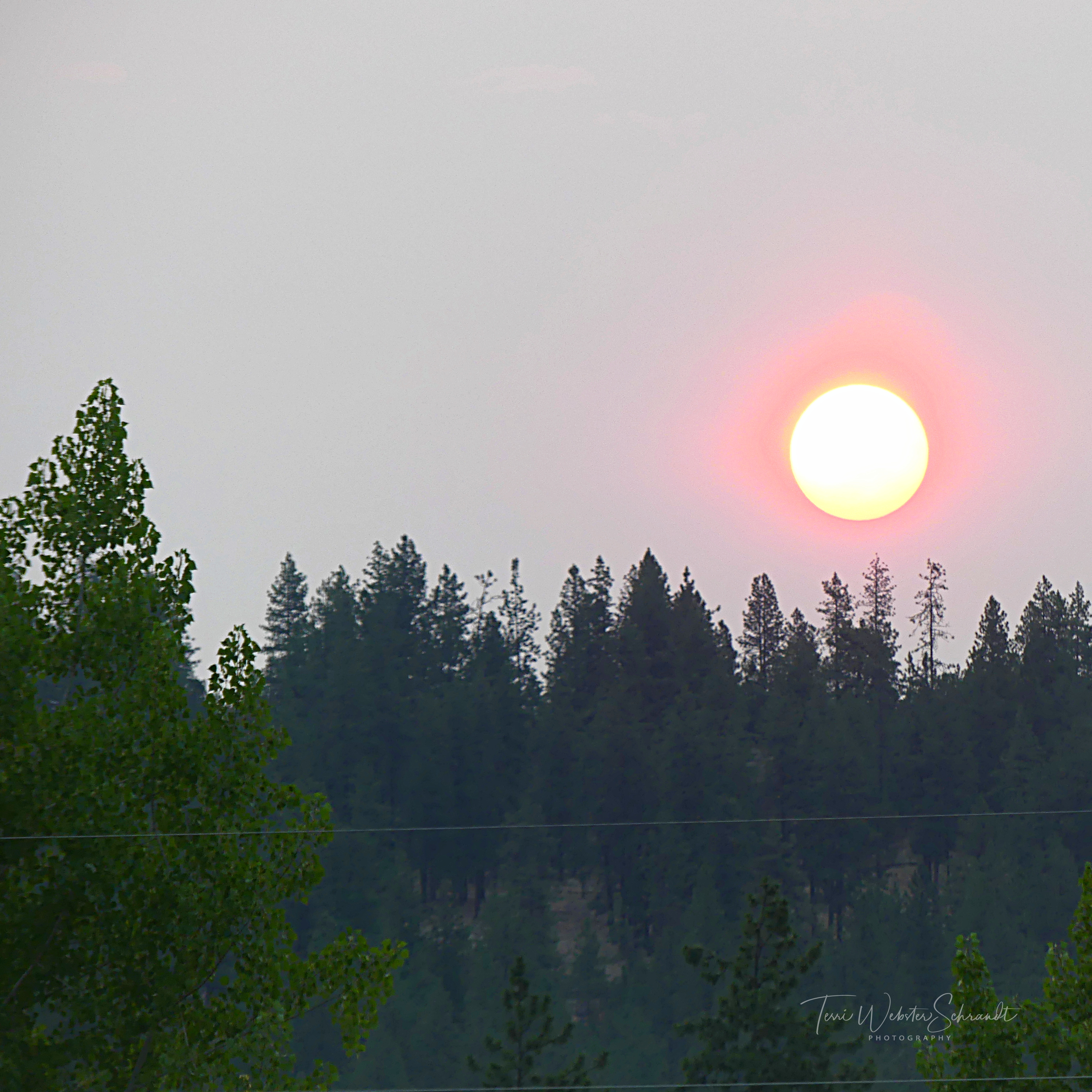 Smokey orb over pine trees