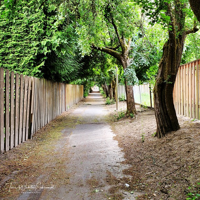 pathway under the trees