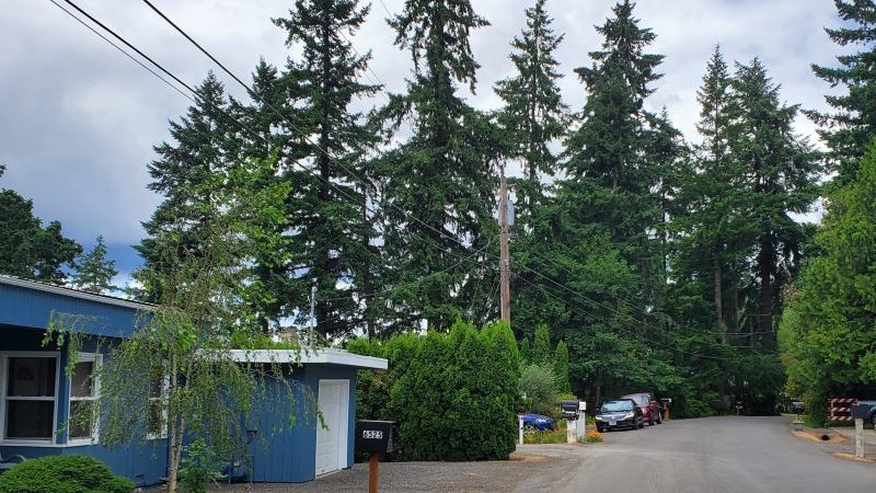 suburban pine forest