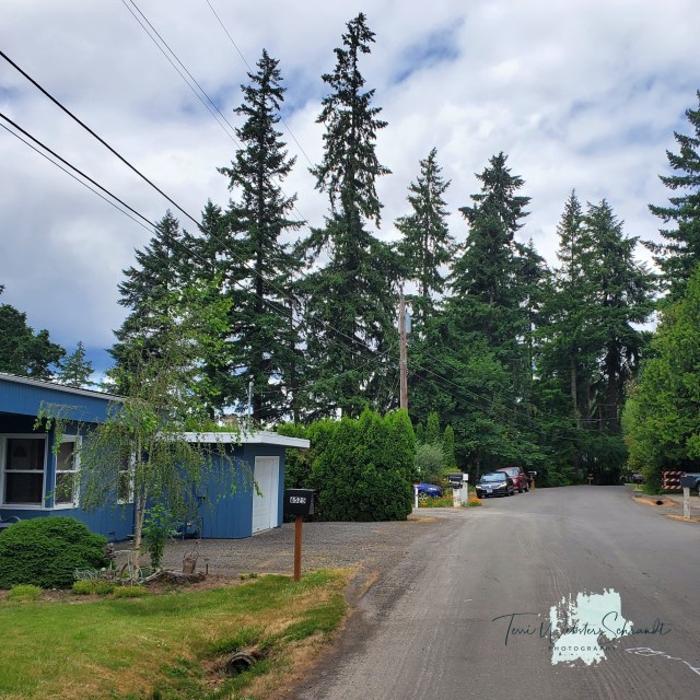 suburban pine forest