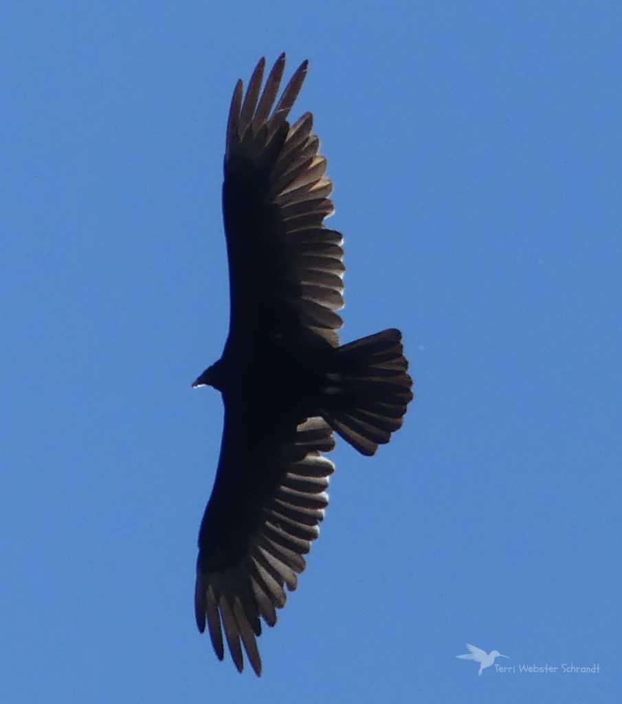 Turkey Vulture