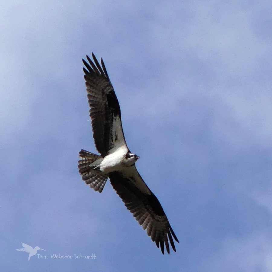 Western Osprey