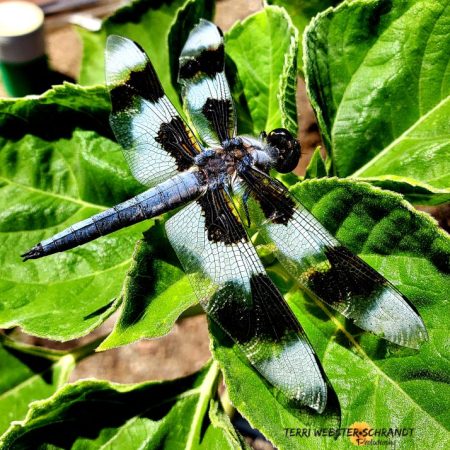 Blue and black dragonfly