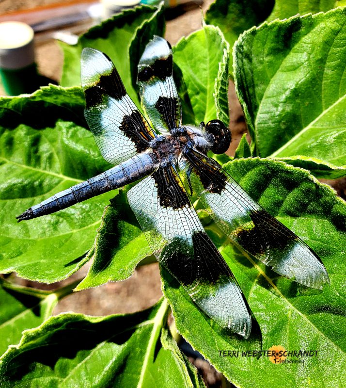Sunday Stills: What’s #Bugging&nbsp;You?