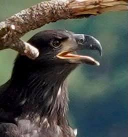 Juvenile Bald Eagle, Journey Bluebell Court Eagles ©Diana Gigler