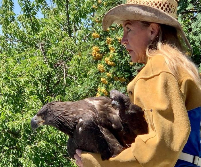 Bluebell Court Eagles ©Diana Gigler