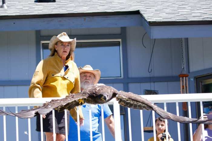 Eagle released © Tina Penny, Volunteer BOPNW