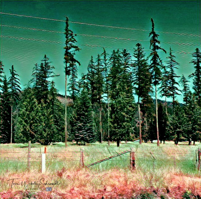 Sunday Stills Monthly Color Challenge: Ageless and&nbsp;#Evergreen