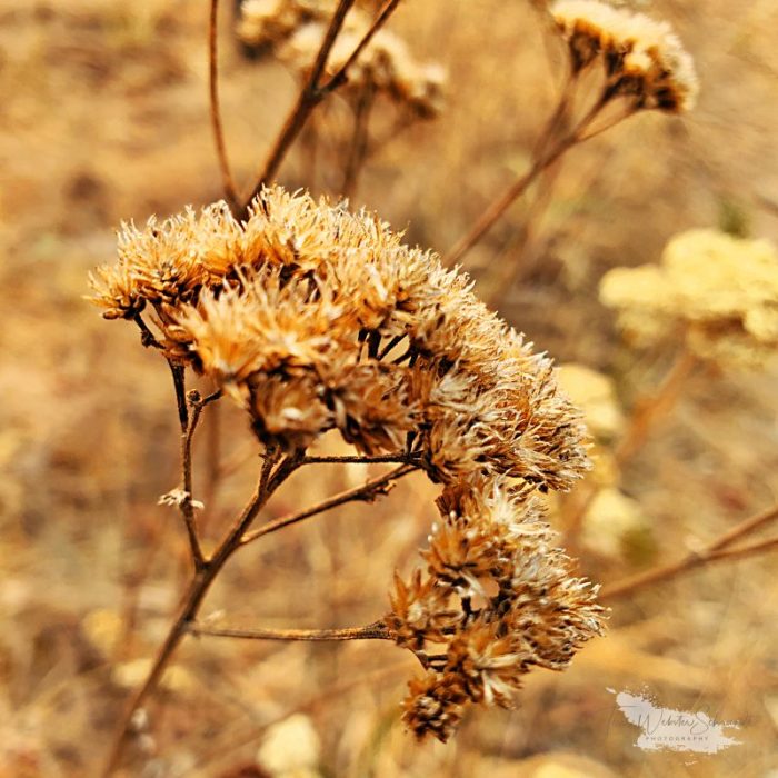 dry brown wildflower