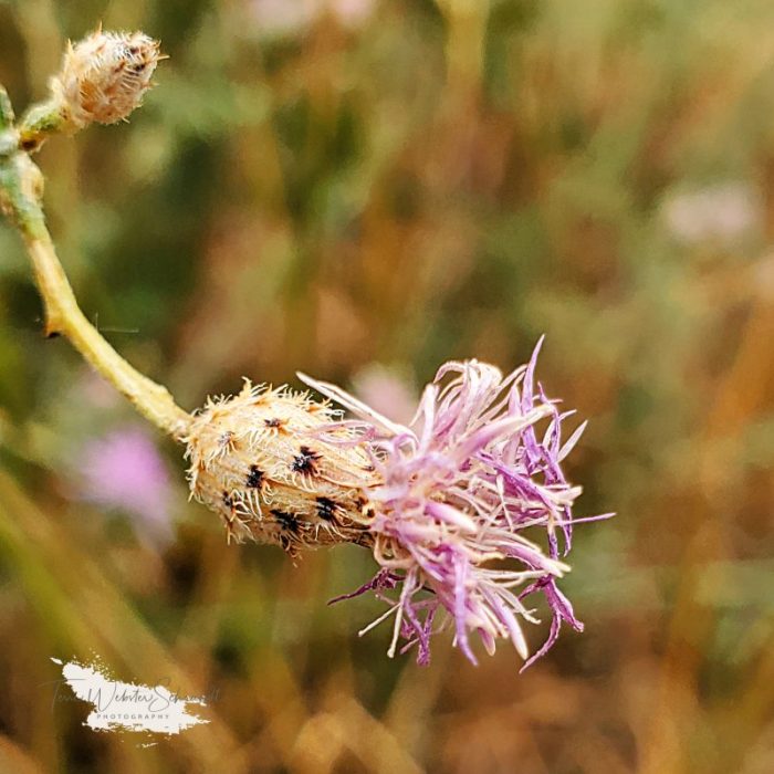 purple thistle in a brown dry world