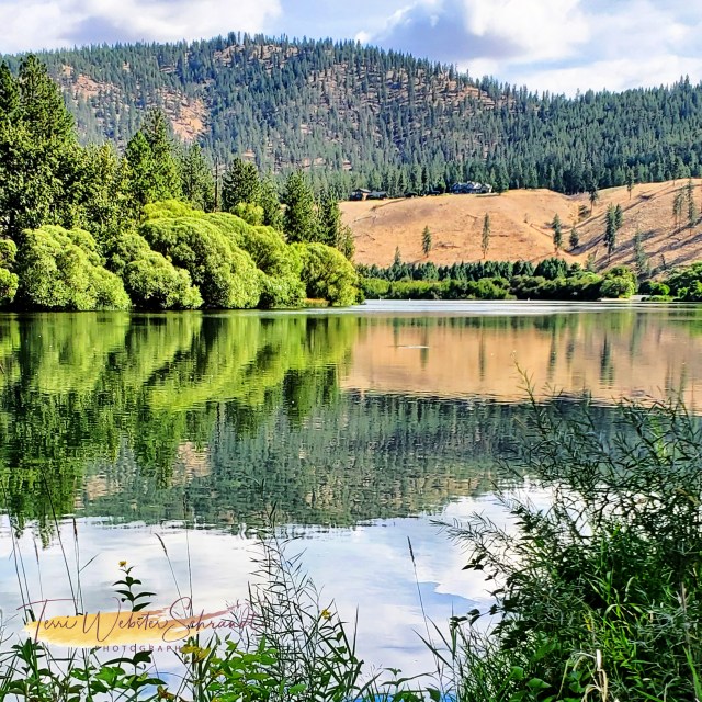 Reflections of Green and brown