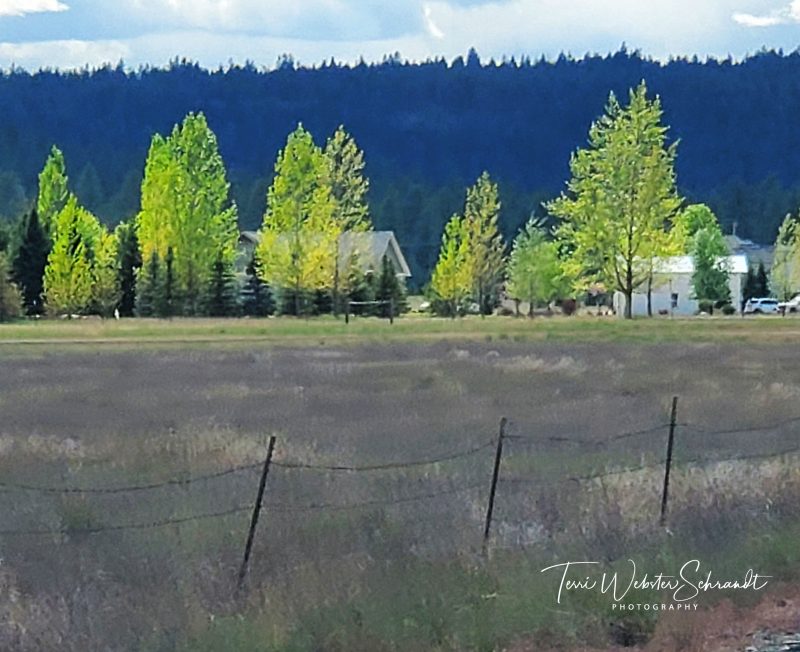 Sunday Stills: Song Lyric Photo Challenge–Summers of My&nbsp;Dreams