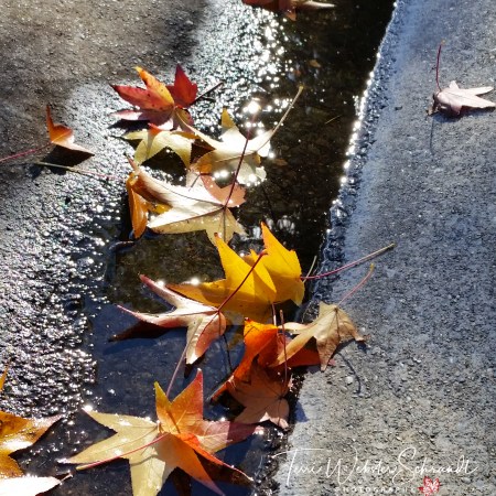 Fallen reflected leaves